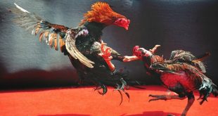 Cách Chơi Đá Gà Online - Hướng Dẫn Trải Nghiệm Chi Tiết Từ A - Z