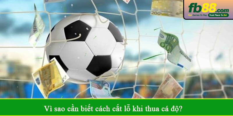 Vì sao cần biết cách cắt lỗ khi thua cá độ?